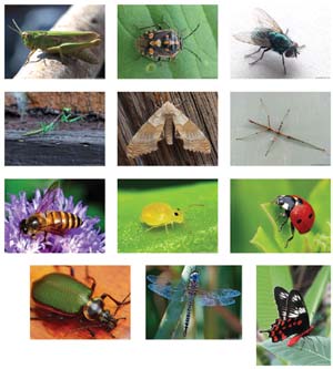 Collageofbugs