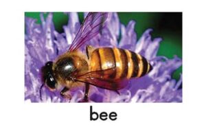 bee picture card