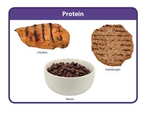 Protein food group