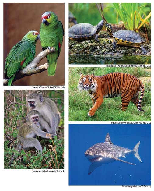 Picture of 2 Parrots, 2 Turtles, a Tiger, a Shark and 2 Monkeys