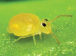 Aphid