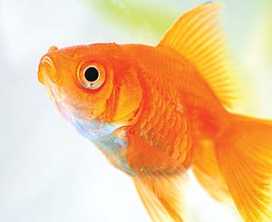 Picture of Goldfish