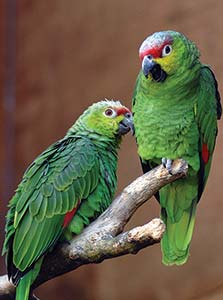 A picture of two parrots sitting on a branch