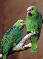 Picture of Two Parrots