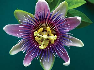 A picture of a passion flower