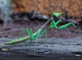 Praying Mantis