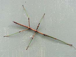 Walking Stick