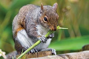 Animal Eating Plant