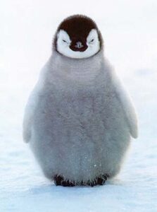 baby penguin