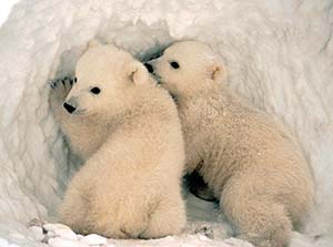 Two polar bear cubs in the snow