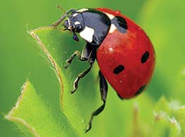 Ladybug