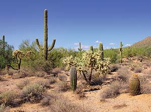 desert-habitat