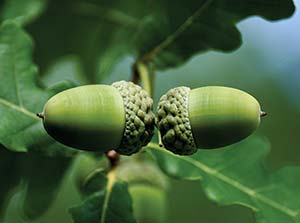 Acorns