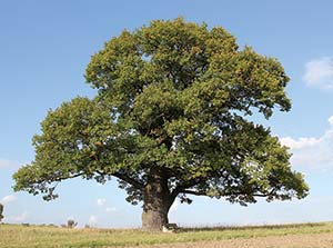 Oak Tree