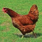 hen