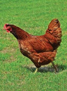 hen