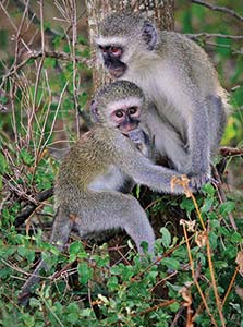 Picture of two monkeys together at the base of a tree