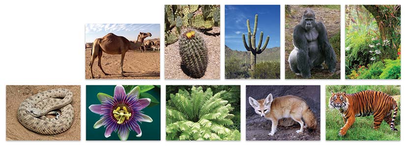 Rainforest and desert animal sorting cards