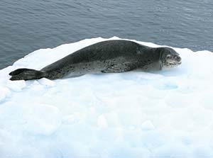 A leopard seal lying in the snow