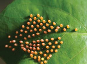 butterfly eggs