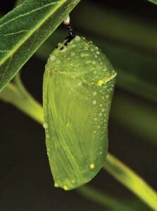 Chrysalis