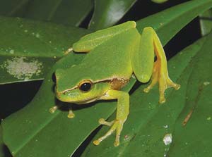 green frog on a leaf