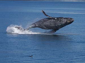 A blue whale jumping out of the ocean