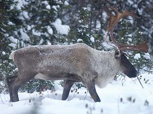 caribou