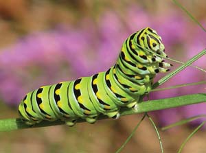 caterpillar