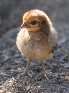 chick