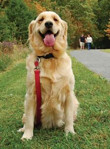 dog with leash on grass