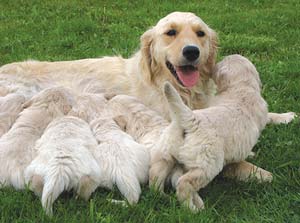 Dog and puppies