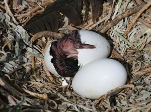 eggs hatching