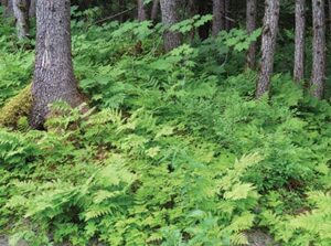 Picture of a patch of ferns in a rainforest