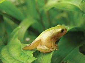 frog sitting on leaf