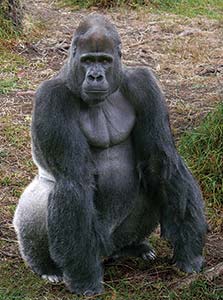 Picture of a large black gorilla