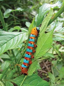 insect-eating-a-plant