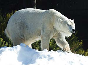 A polar bear standing in the snow