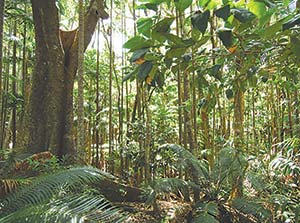 Picture of a verdant rainforest habitat