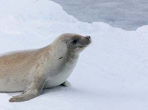 A seal on the ice