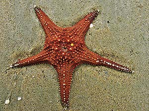 Picture of a starfish