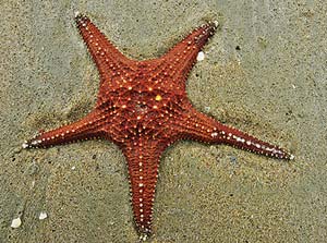 Starfish