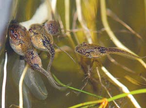 tadpoles