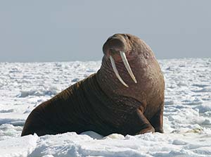 A walrus in the snow