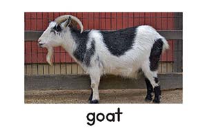 goat-Letter-Picture-card