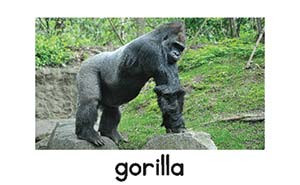 gorilla picture card