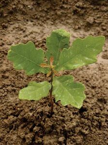 Oak Sapling