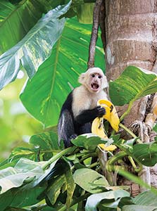 A picture of a monkey eating a banana sitting in a tree