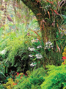 A picture of orchids in a rainforest