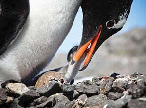 penguin feeding baby